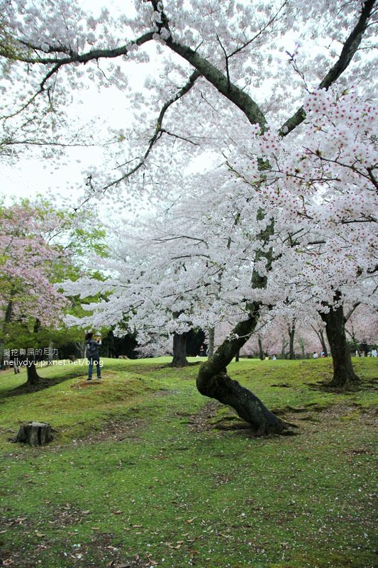 東大寺、奈良公園30.JPG