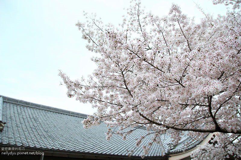 東大寺、奈良公園31.JPG