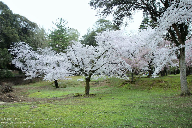 東大寺、奈良公園32.JPG