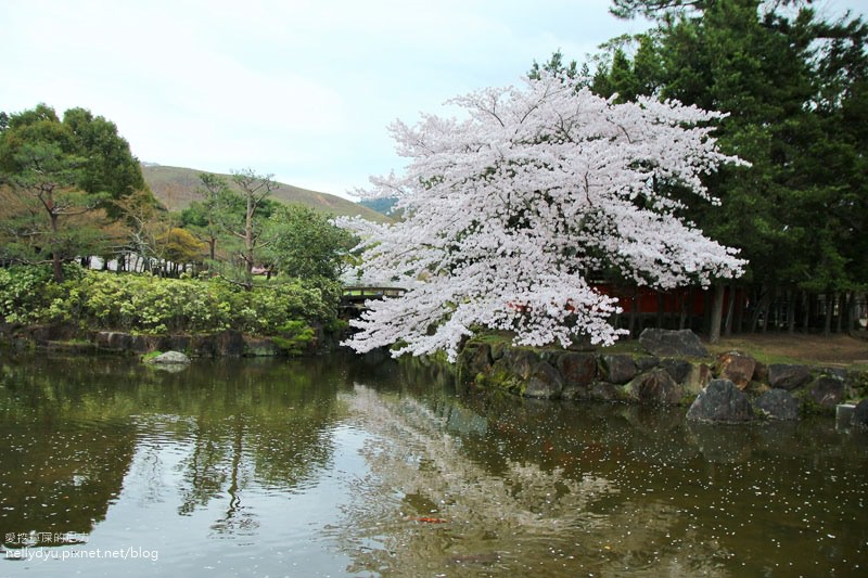 東大寺、奈良公園33.JPG