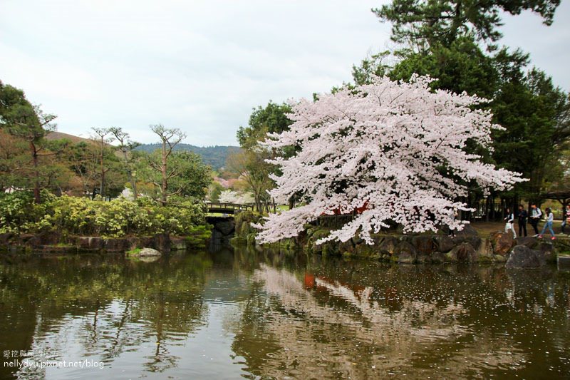 東大寺、奈良公園35.JPG