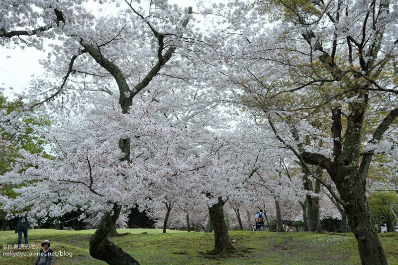 東大寺、奈良公園05.JPG