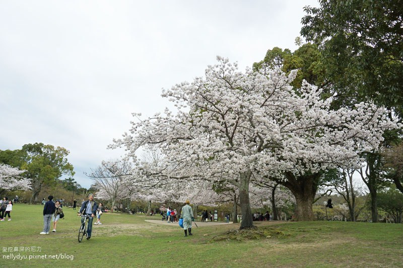 東大寺、奈良公園10.JPG