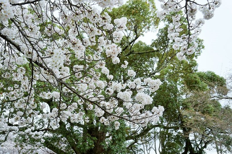 東大寺、奈良公園11.JPG