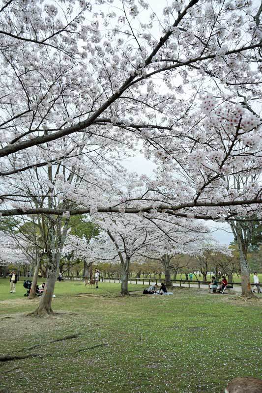 東大寺、奈良公園12.JPG