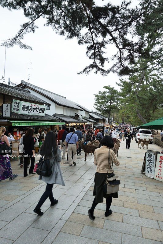 東大寺、奈良公園14.JPG