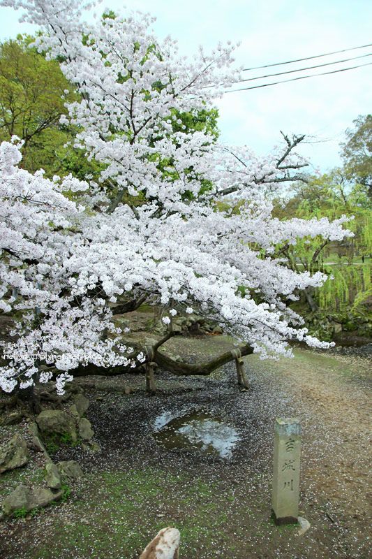 東大寺、奈良公園17.JPG