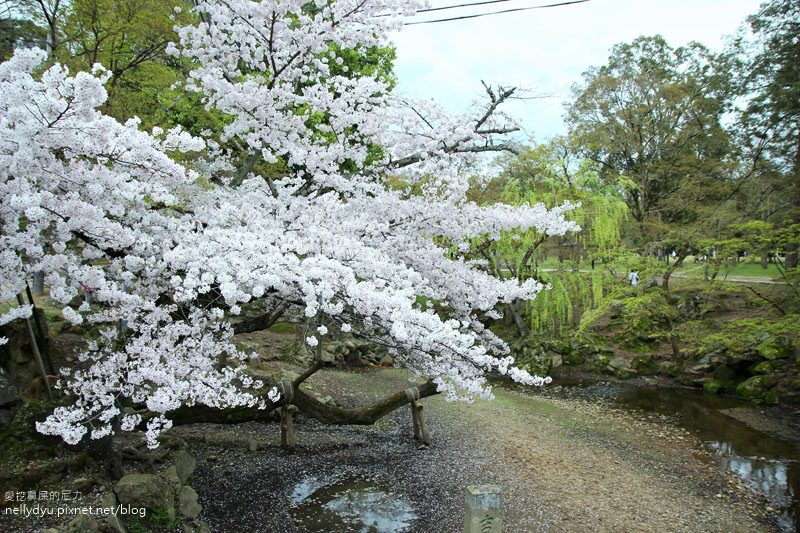 東大寺、奈良公園16.JPG