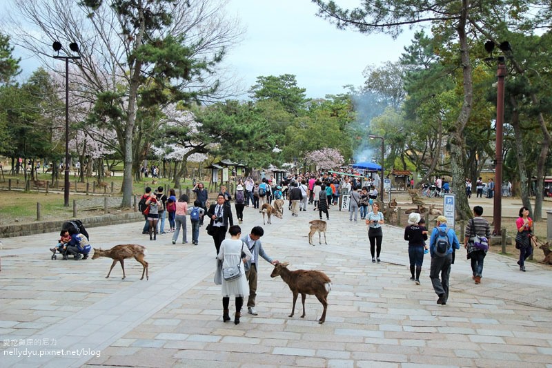 東大寺、奈良公園18.JPG