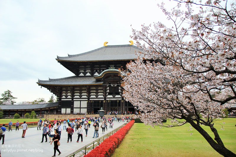 東大寺、奈良公園28.JPG