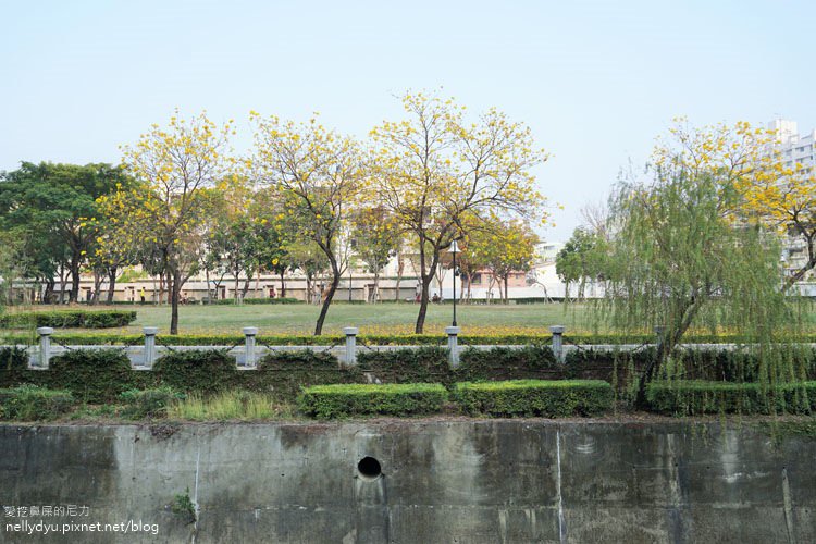 河堤黃風鈴花01.JPG