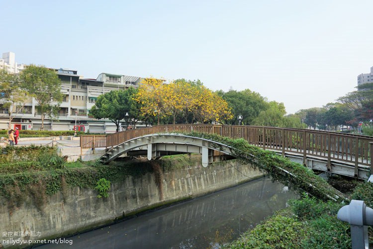 河堤黃風鈴花03.JPG
