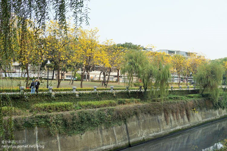 河堤黃風鈴花02.JPG