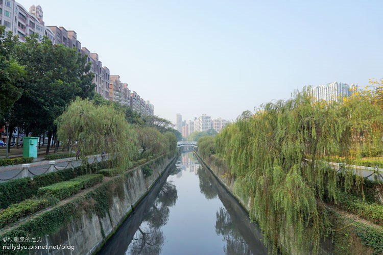 河堤黃風鈴花05.JPG