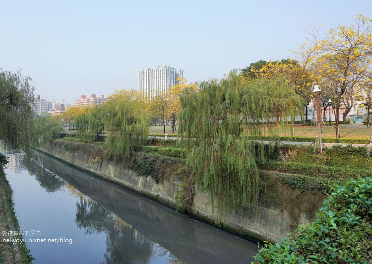 河堤黃風鈴花04.JPG
