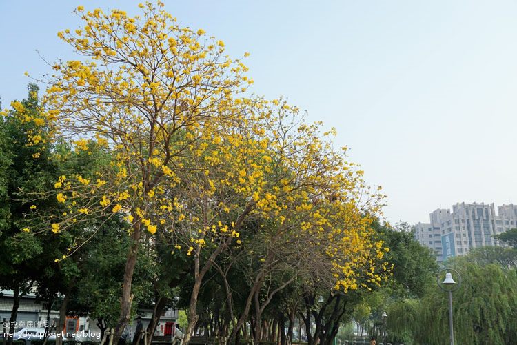 河堤黃風鈴花08.JPG