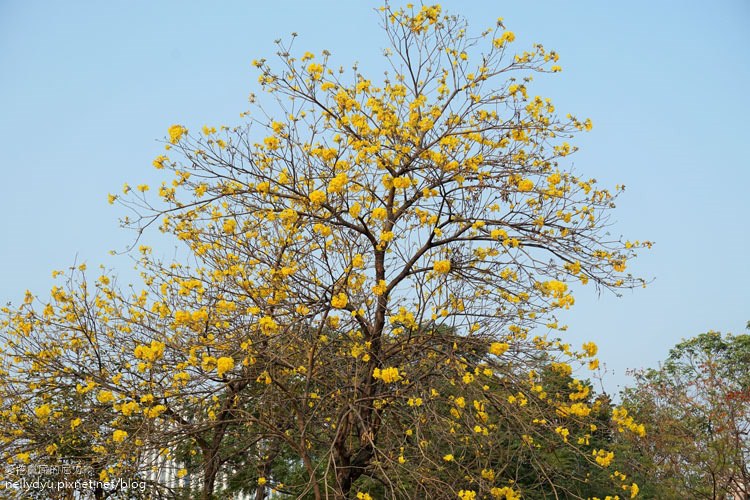 河堤黃風鈴花07.JPG