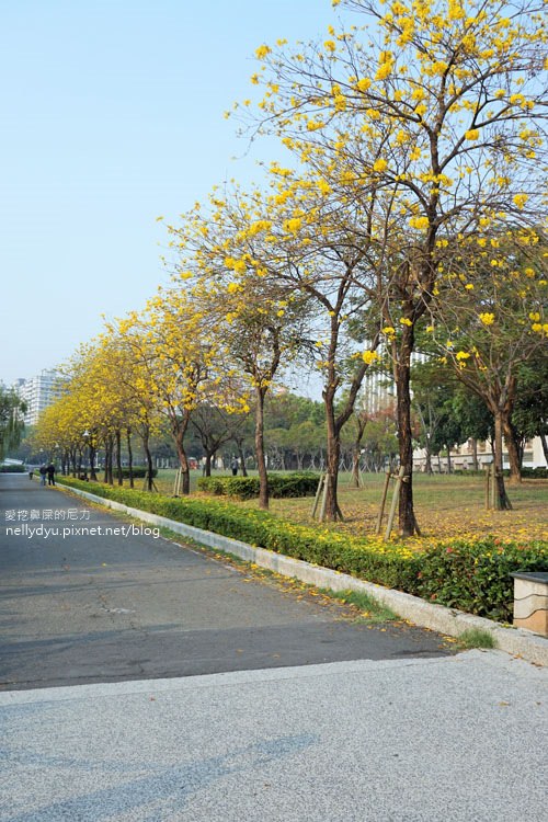 河堤黃風鈴花09.JPG