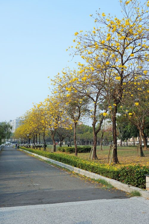 河堤黃風鈴花10.JPG