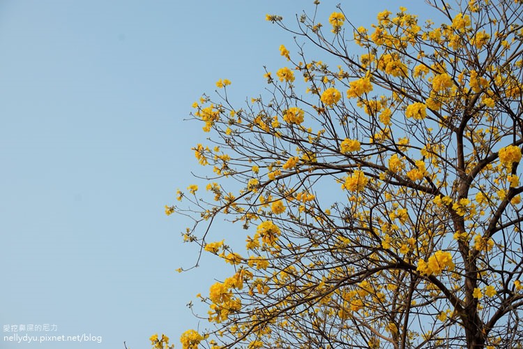 河堤黃風鈴花13.JPG