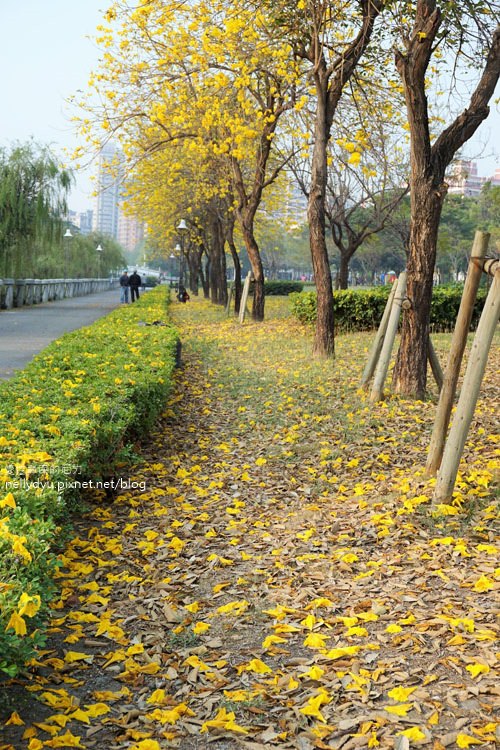河堤黃風鈴花15.JPG