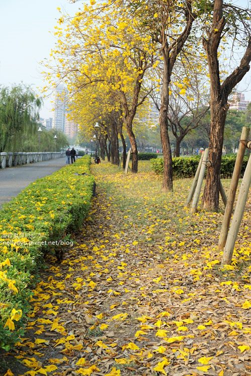 河堤黃風鈴花14.JPG