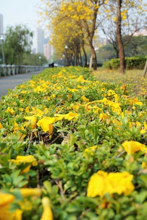 河堤黃風鈴花17.JPG