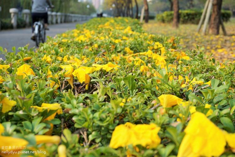 河堤黃風鈴花18.JPG