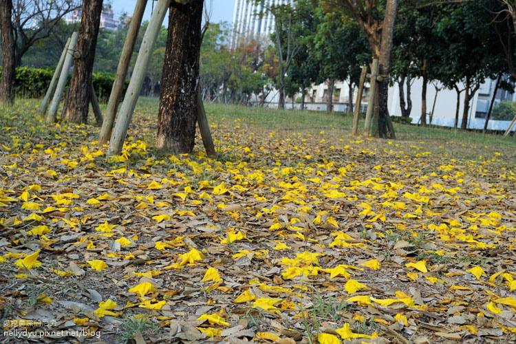 河堤黃風鈴花19.JPG