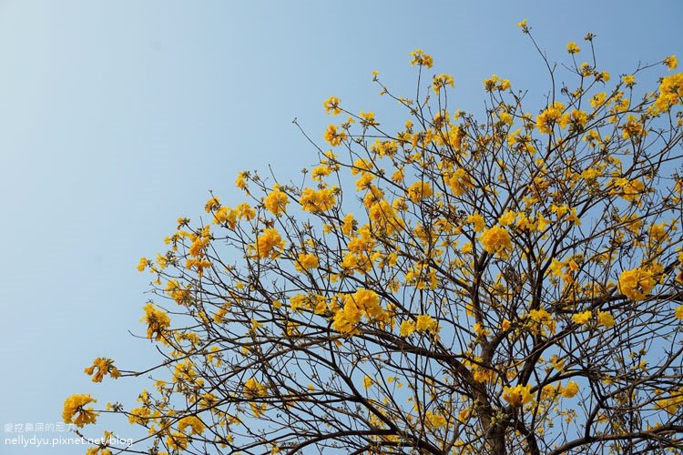 河堤黃風鈴花22.JPG