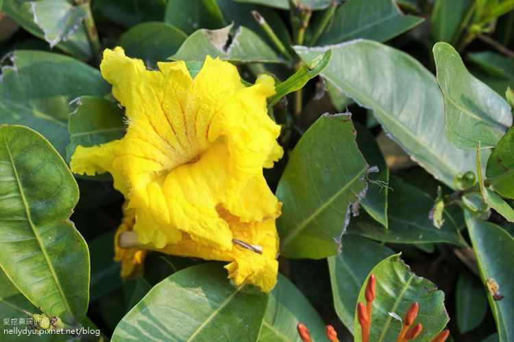 河堤黃風鈴花23.JPG