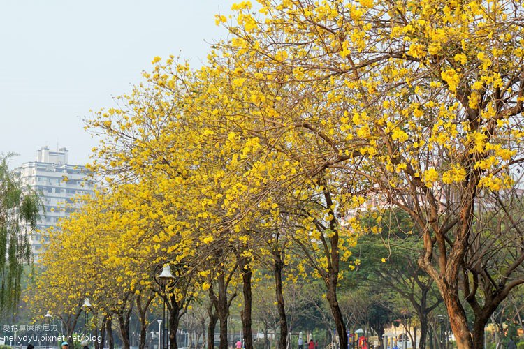 河堤黃風鈴花24.JPG