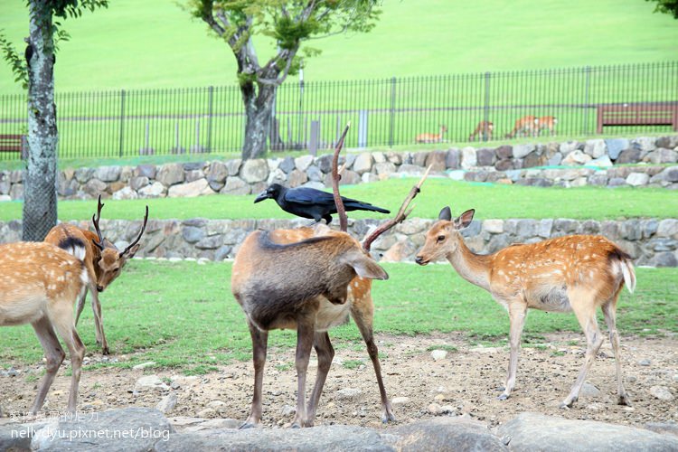 奈良公園20.JPG