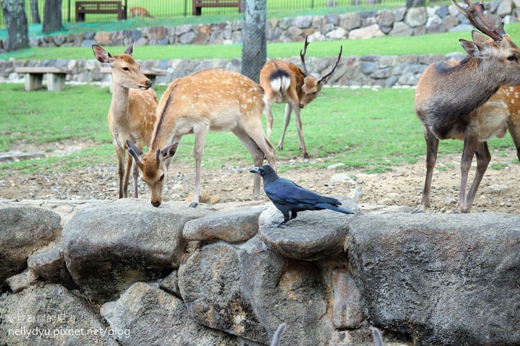 奈良公園21.JPG