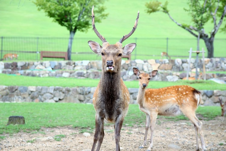 奈良公園22.JPG