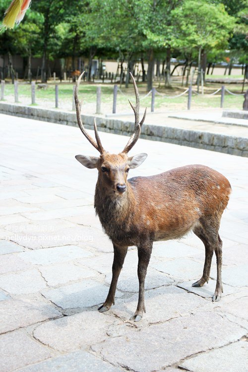 奈良公園01.JPG