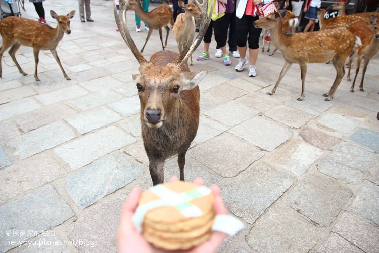 奈良公園06.JPG