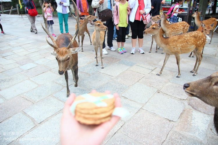 奈良公園05.JPG