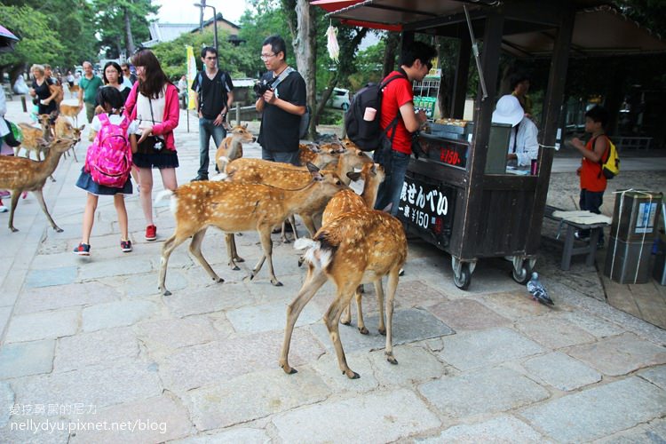 奈良公園07.JPG