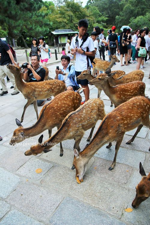 奈良公園09.JPG
