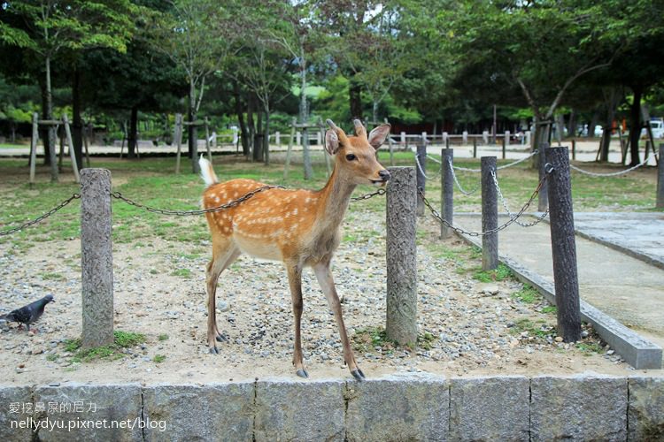 奈良公園10.JPG