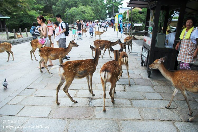 奈良公園08.JPG