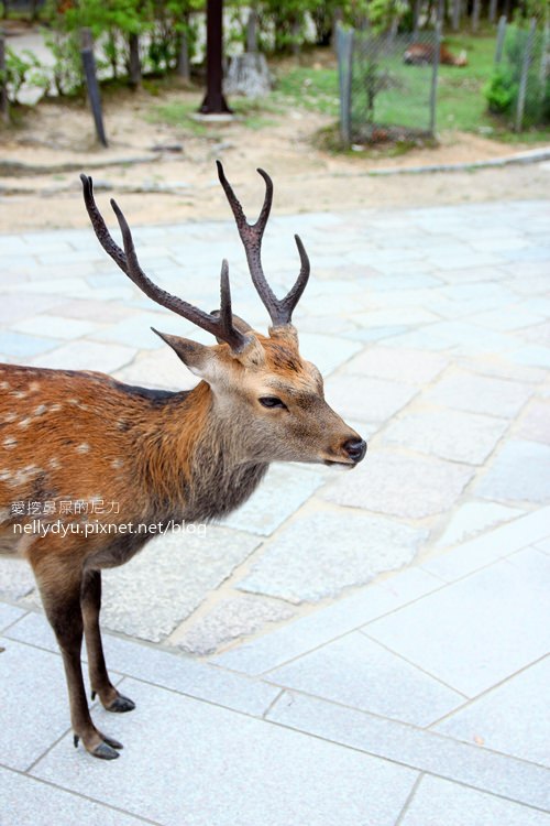 奈良公園12.JPG