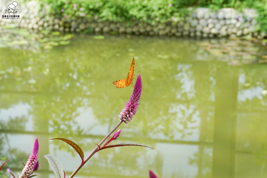 高雄旅遊 蝴蝶園 金獅湖 高雄景點 免費參觀 高雄好玩 親子出遊