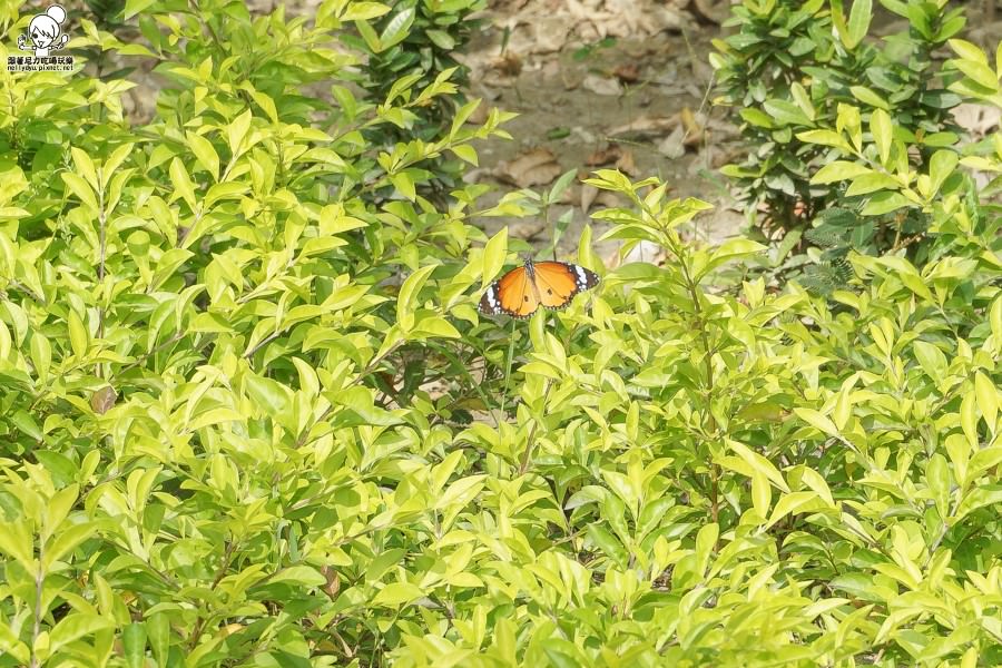 高雄旅遊 蝴蝶園 金獅湖 高雄景點 免費參觀 高雄好玩 親子出遊