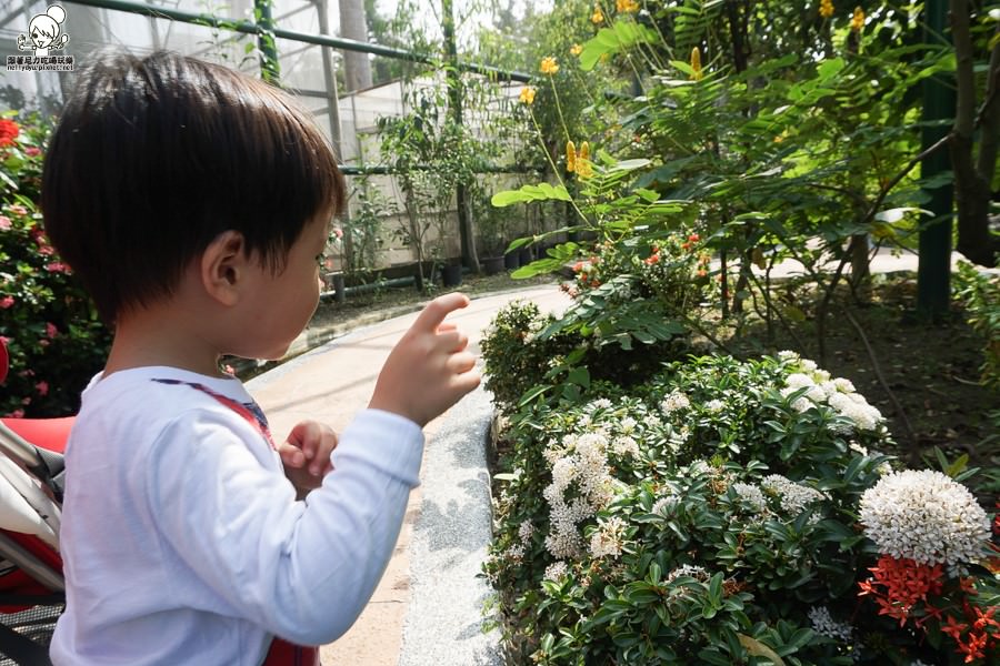 高雄旅遊 蝴蝶園 金獅湖 高雄景點 免費參觀 高雄好玩 親子出遊