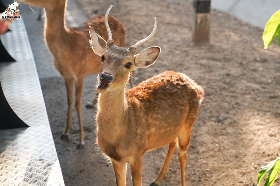 高雄直飛清邁 泰國清邁 泰國微笑航空 泰國航空 泰國旅遊 泰國觀光局 