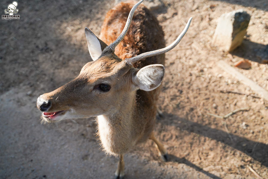 高雄直飛清邁 泰國清邁 泰國微笑航空 泰國航空 泰國旅遊 泰國觀光局 