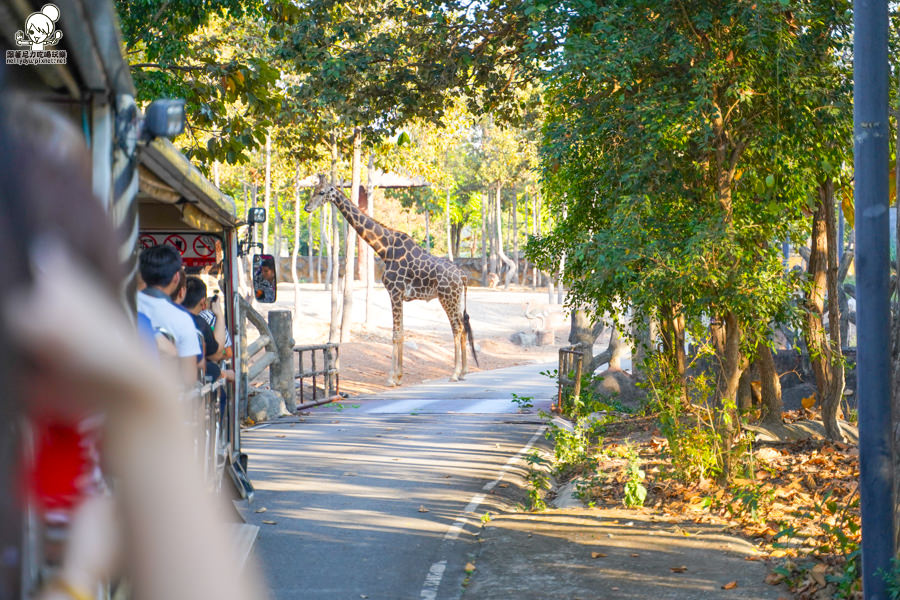高雄直飛清邁 泰國清邁 泰國微笑航空 泰國航空 泰國旅遊 泰國觀光局 