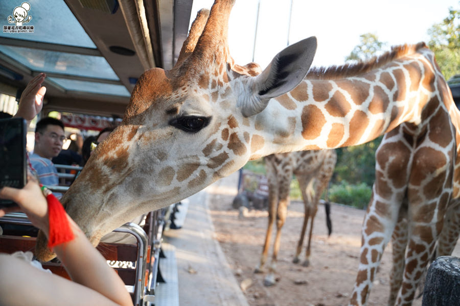高雄直飛清邁 泰國清邁 泰國微笑航空 泰國航空 泰國旅遊 泰國觀光局 